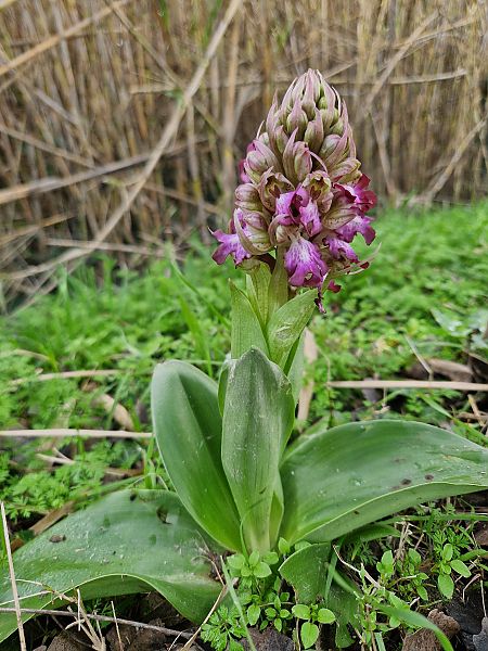 Himantoglossum robertianum  - Jana Marco