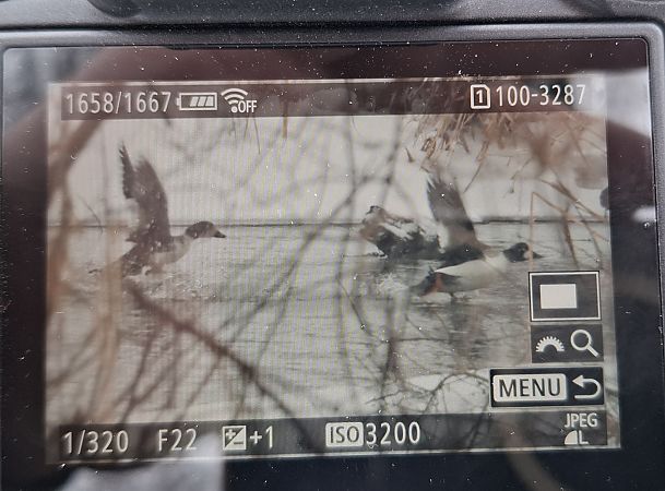 Schellente  - Tomasz Doroń