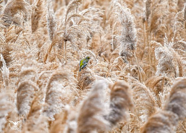 Verdone  - Rubino Pa No