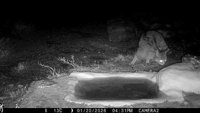 Gat salvatge, gat fer  - Albert Subirà