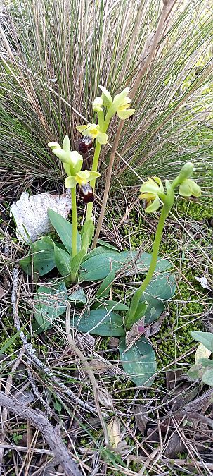 Ophrys lupercalis  - Gerard Chassan