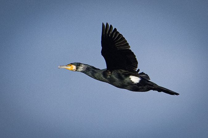 kormoran 