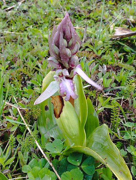 Himantoglossum robertianum  - Gérard Joseph