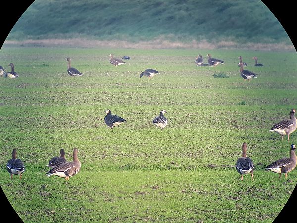 Ibrido di Oca indet . (Anser sp. o Branta sp.)  - Lino Lipparini