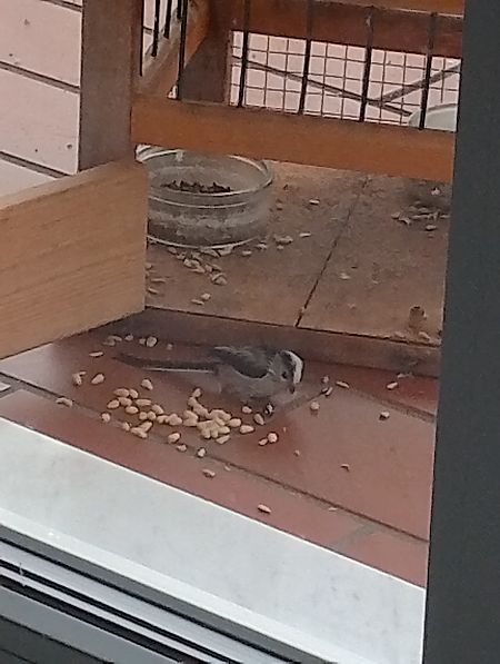 Codibugnolo  - Gabriele Papale