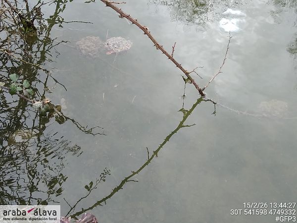 Baso-igel jauzkari  - Mikel Carrasco