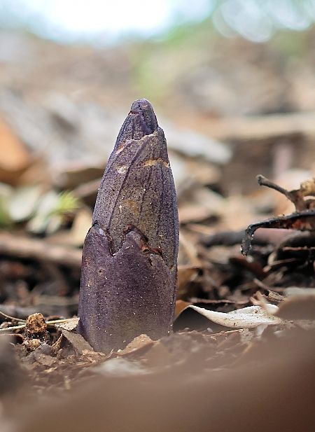 Limodorum abortivum  - Alain Bultez