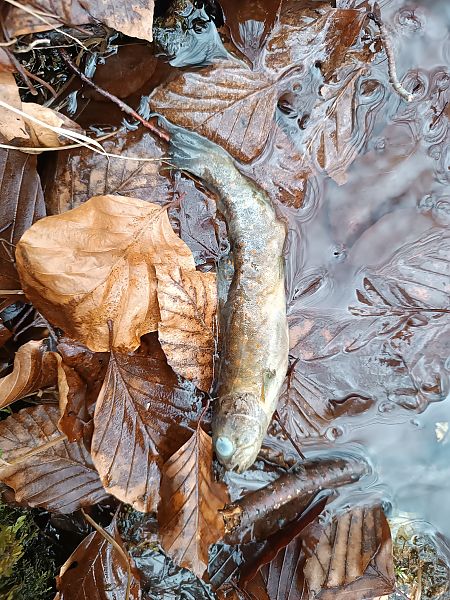 Trota fario  - Luigi Vatta (FVG)