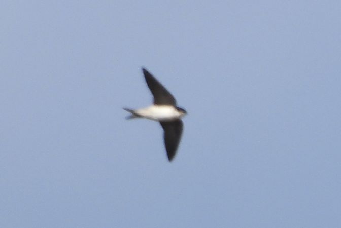 Balestruccio  - Andrea Sorrentino