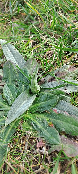 Ophrys exaltata subsp. marzuola  - Marc et M-Joëlle Silvestre