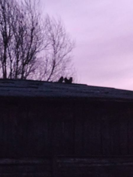 pójdźka  - Paweł Zaniecki