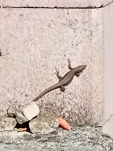 Lézard des murailles  - Tiziano Fiorenza (FVG)