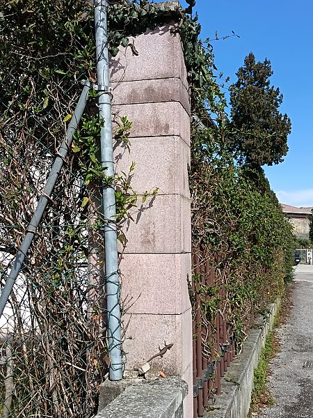 Lucertola muraiola  - Tiziano Fiorenza (FVG)