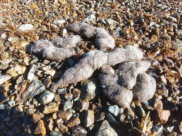 Lupo  - Davide Parodi