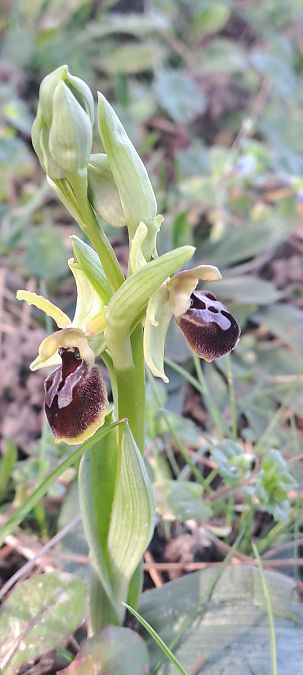 Ophrys occidentalis  - Marc et M-Joëlle Silvestre