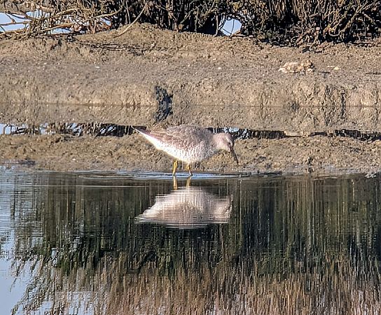 Piovanello maggiore  - Andrea Ravagnani