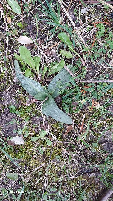 Himantoglossum hircinum  - Sabrina Lepelletier