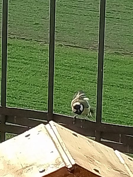 Cinciallegra  - Gabriele Papale