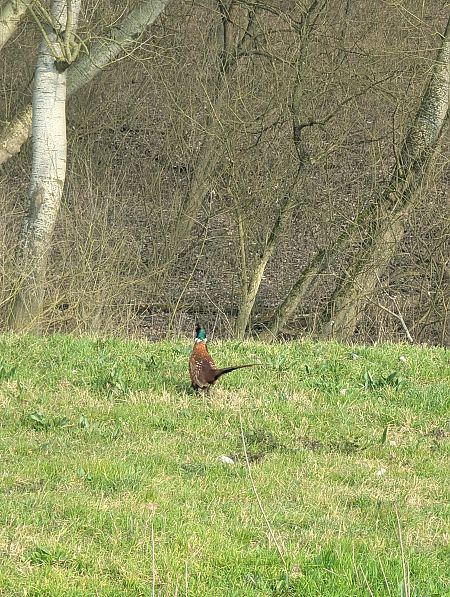 Fagiano comune  - Diego Castelli