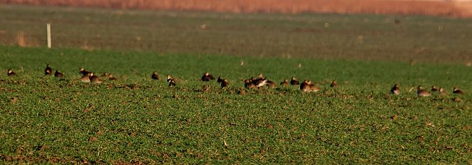Pluvier doré  - Dietmar Walter