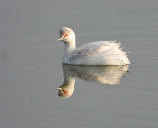 Svasso piccolo  - Andrea Ravagnani