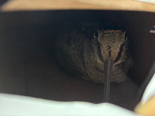 Beccaccia  - Pietro Scarpa