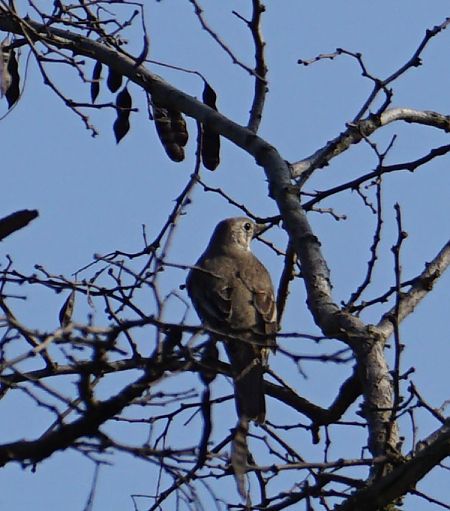 Tordela  - Lorenza Venturini