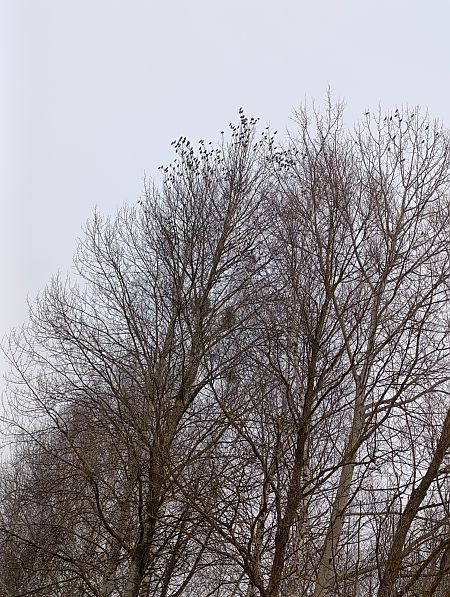 jemiołuszka  - Marta Świtała