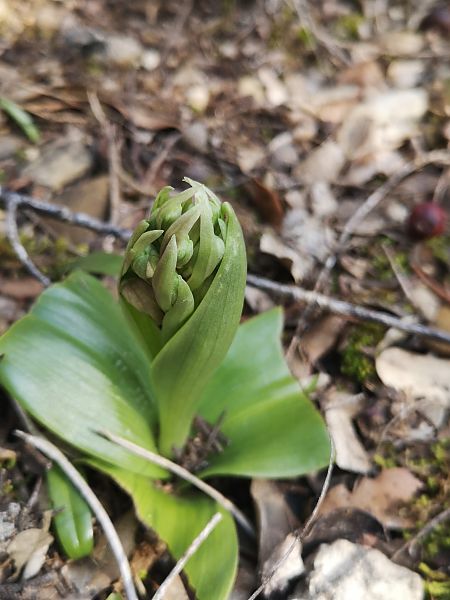 Himantoglossum robertianum  - Richard Fay