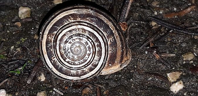 Eobania vermiculata  - Michele Cento