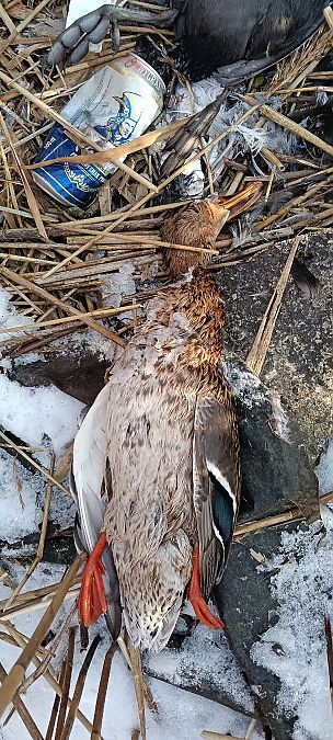 krzyżówka  - Marcin Sołowiej