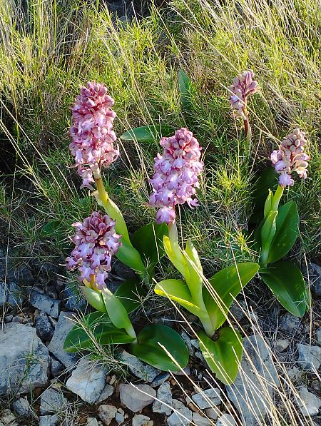 Himantoglossum robertianum  - Gérard Joseph