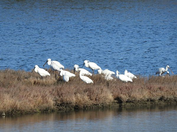 Spatola  - Cosimo Gabbani