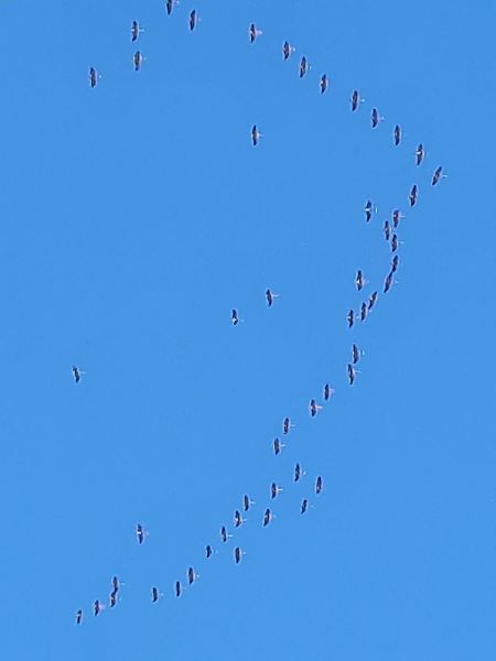 Kranich  - Bassano Riboni