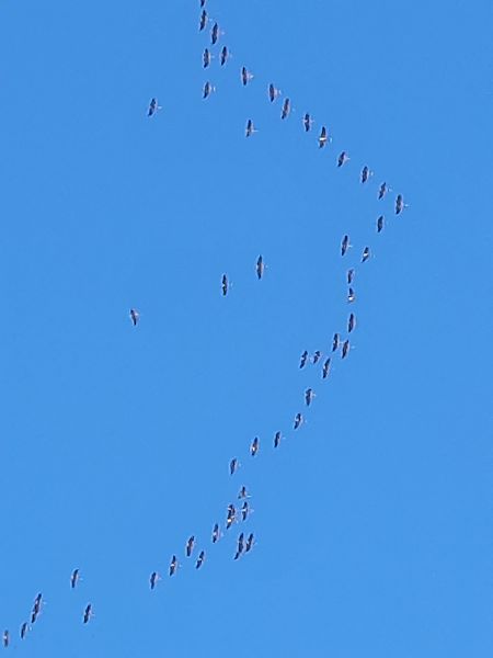 Gru  - Bassano Riboni