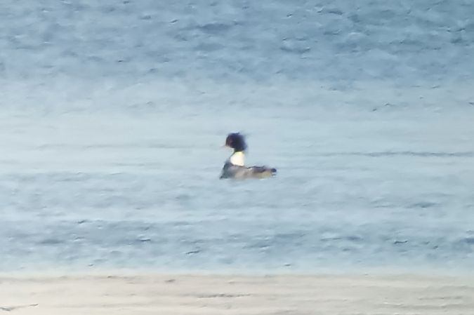 Mittelsäger  - Marcin Dec