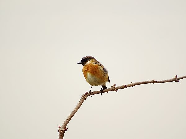 Saltimpalo comune  - Giacomo Rocca