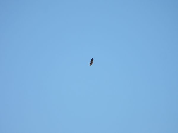 Àguila daurada  - Eric Marín