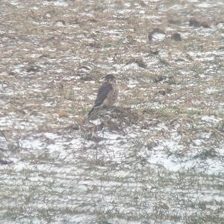 drzemlik  - Tomasz Knioła