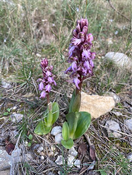 Barlia robertiana  - Jean-Pierre Crepeau