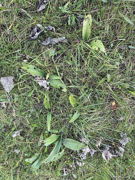 Himantoglossum robertianum  - Pep Sole