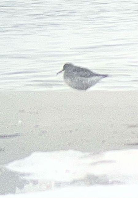 biegus morski  - Krzysztof Lis