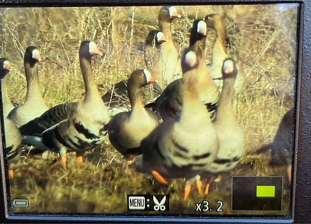 Zwerggans  - Grzegorz Zioło