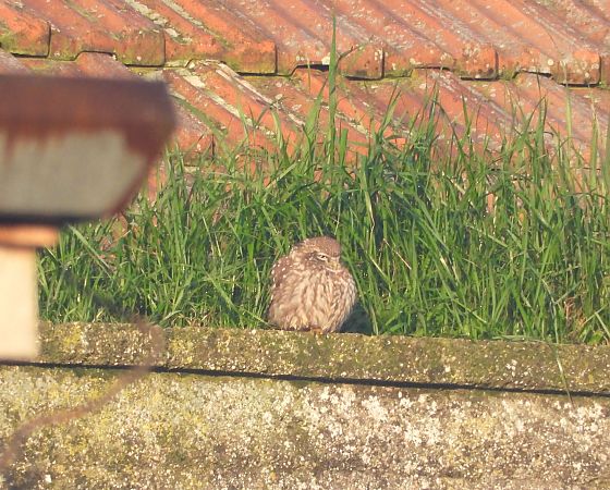 Civetta  - Giampaolo Toniolo