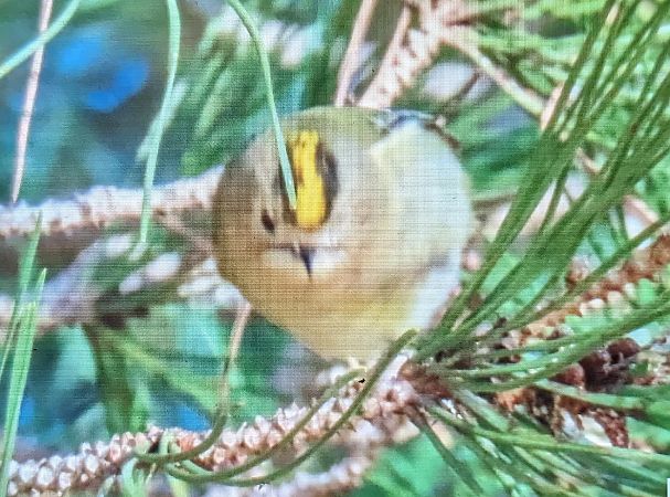 Reietó  - Ferran Pujol