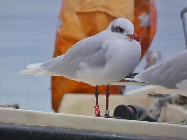 Gabbiano corallino  - Stefano Sava