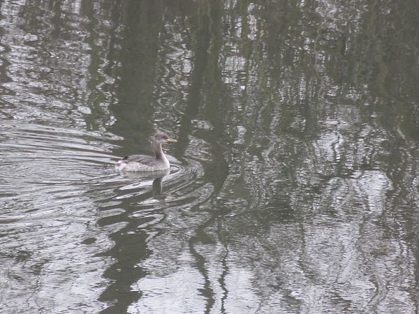 Grèbe jougris  - Michael Kuknat-Steiner