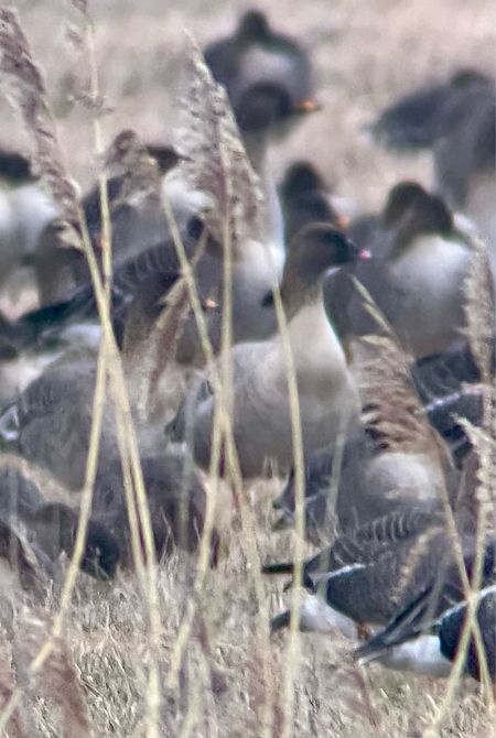 gęś krótkodzioba  - Krzysztof Lis