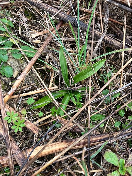 Anacamptis pyramidalis  - Florent de Gasperis