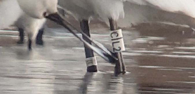 Spatola  - Giuseppe Di Lieto